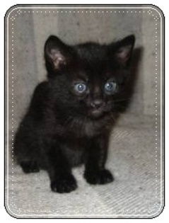 images (10) - Pisici negre