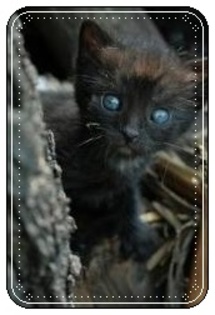 images (11) - Pisici negre