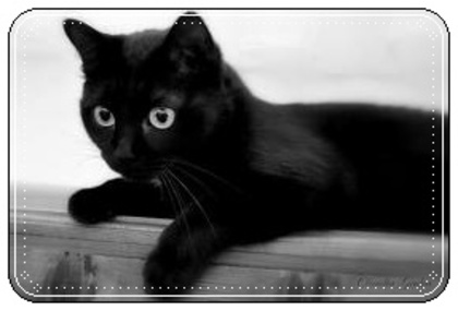 images (12) - Pisici negre