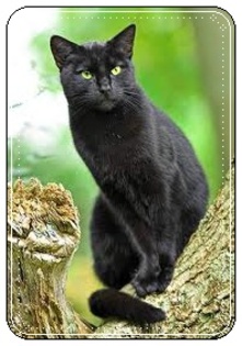 images (15) - Pisici negre
