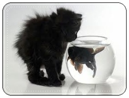 images (16) - Pisici negre