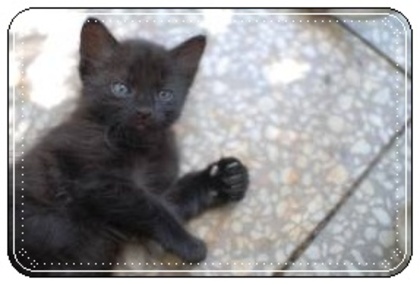 images (17) - Pisici negre