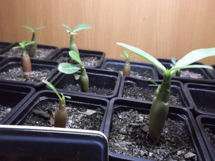 DSCF1185 - ADENIUM SI PLUMERIA asa arata acum