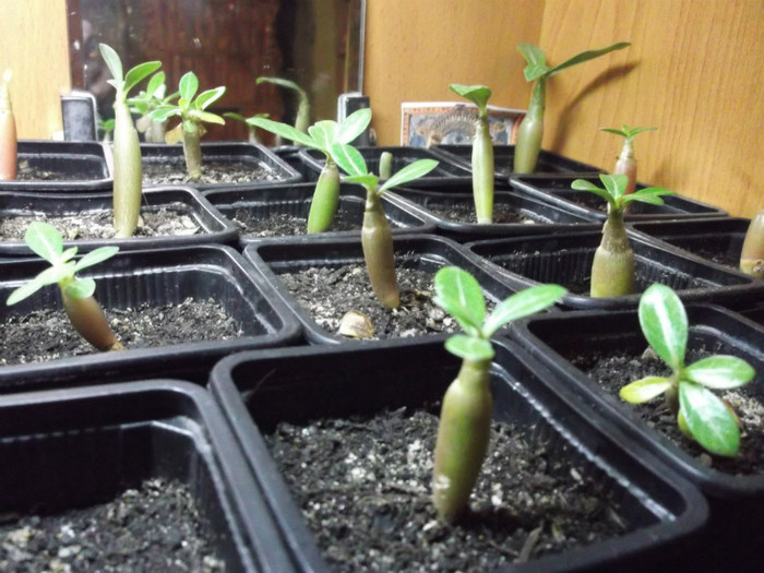 DSCF0552 - ADENIUM SI PLUMERIA asa arata acum