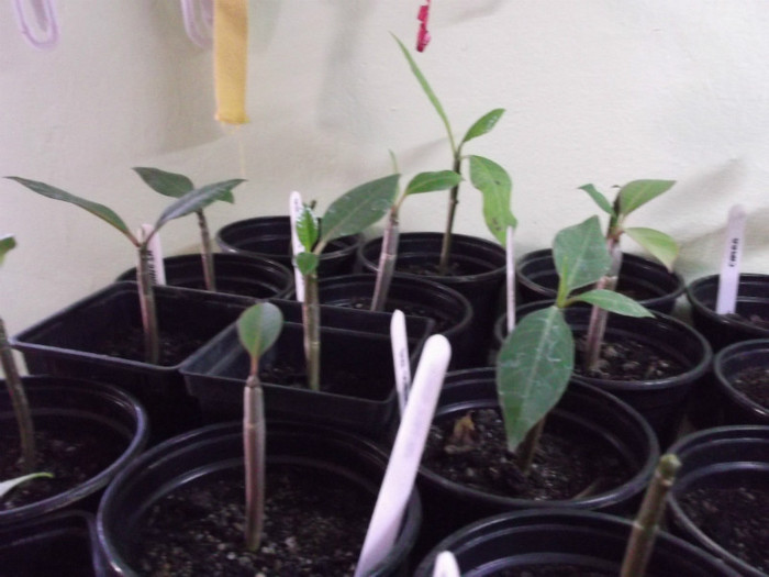 DSCF1203 - ADENIUM SI PLUMERIA asa arata acum
