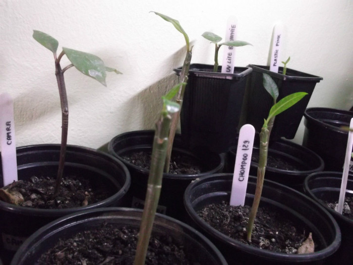 frunzulite noi - ADENIUM SI PLUMERIA asa arata acum
