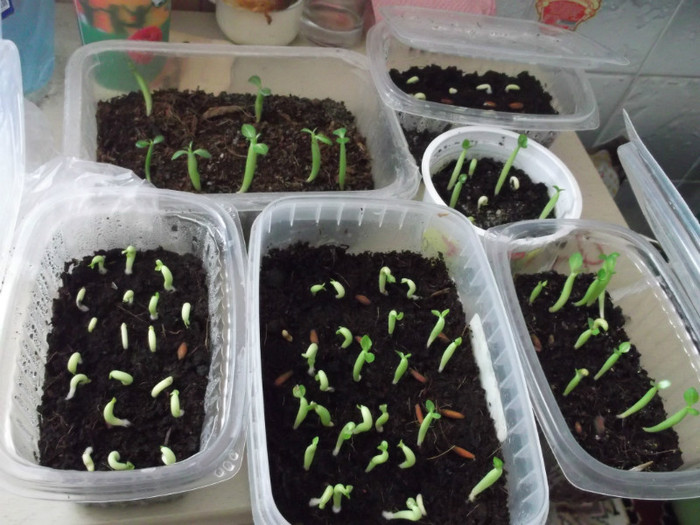 generatia urmatoare:) 2012 - ADENIUM SI PLUMERIA asa arata acum