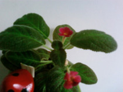 Lilacina Lemon - Episcia