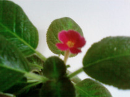  - Episcia