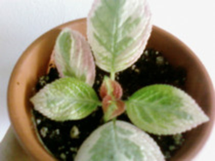 Pink Satin - Episcia