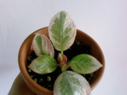 Unpredictable Valley - Episcia