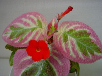 Unpredictable Valley - Episcia