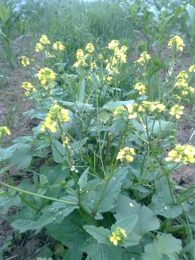 Rapita - Arbori si plante melifere