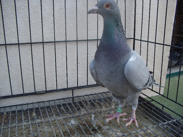 franta 2008 f de vinzare 100 ron