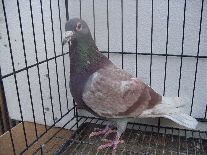 hun 2oo8 m de vinzare 50 ron