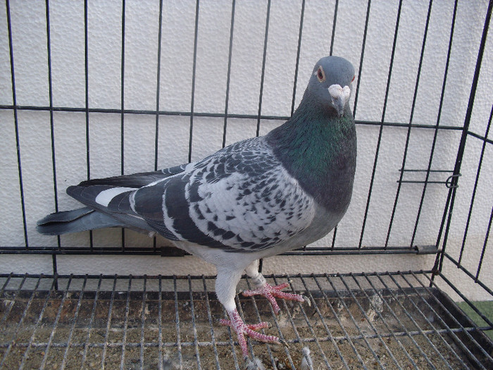 Horvat k 09 m 50 ron