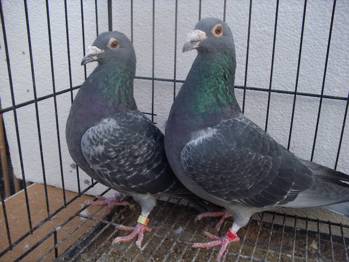 nl 02 f =m 09 m 200 ron olandeji