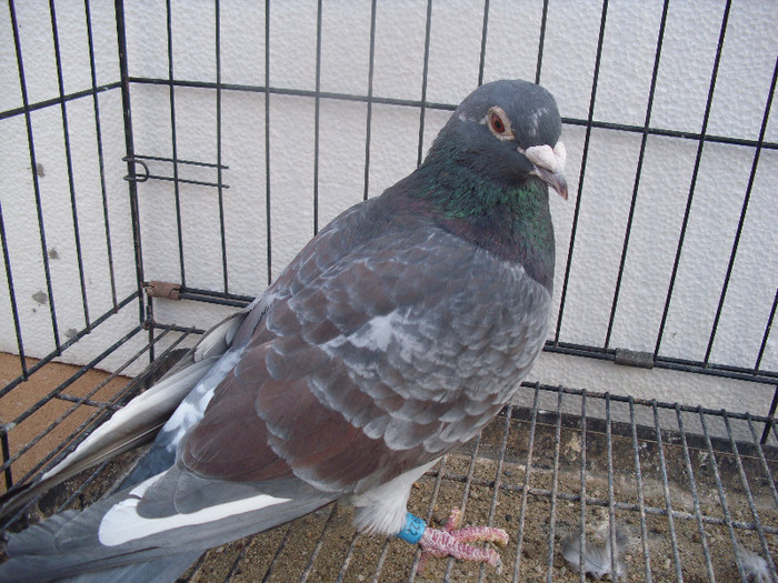 Gergei m 50 ron jansen+mulemans