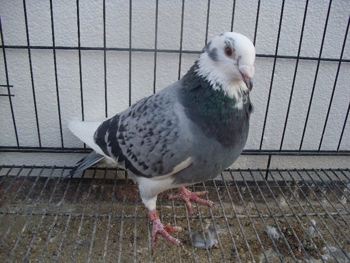 Elvetia         ch 2002 f ELVETIA