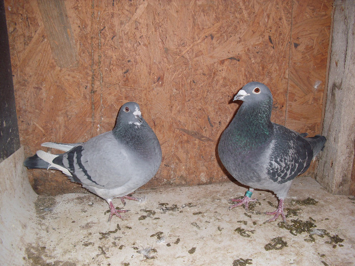 Bulgaru f hun 08 150 ron