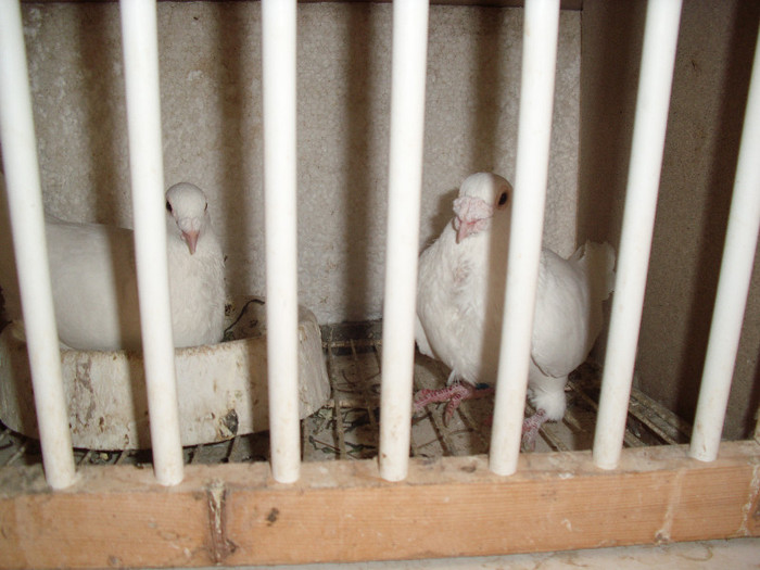 f Hun 07 +m cj 04 100 ron femela vindut