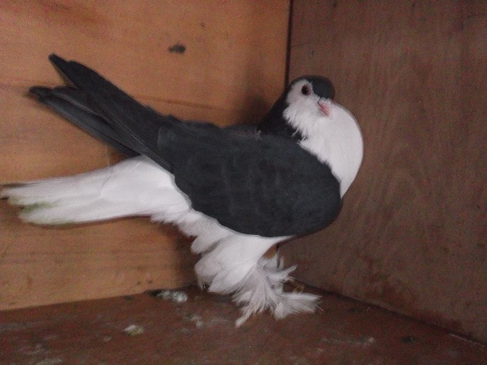 Picture 027  FEMELA 2011 vanduta