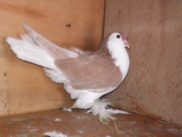 Picture 028 FEMELA 2011