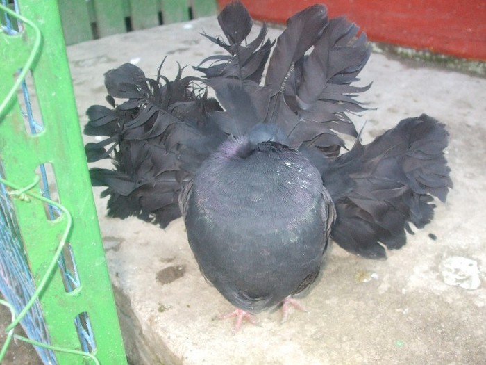 007 - VOLTATI UNICOLOR NEGRII