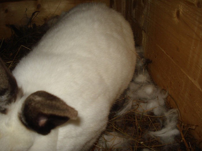 femela cu primii puisori; femela cu primii puisori
