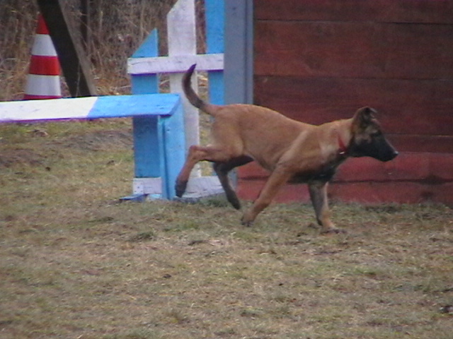 3 luni - Ciobanesc belgian malinois-WILD IRIS ELSA