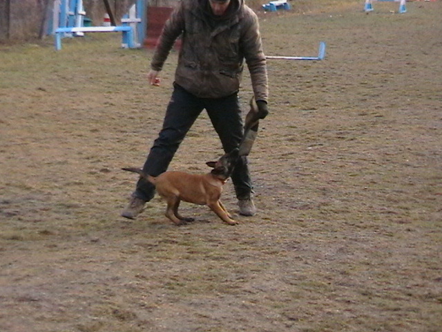 3 luni - Ciobanesc belgian malinois-WILD IRIS ELSA