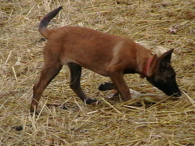 3 luni - Ciobanesc belgian malinois-WILD IRIS ELSA