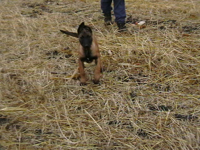 3 luni - Ciobanesc belgian malinois-WILD IRIS ELSA