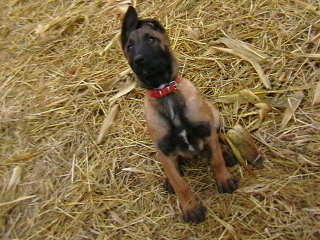 3 luni - Ciobanesc belgian malinois-WILD IRIS ELSA