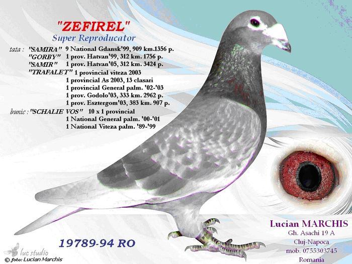 Zefirel strabunicul lui 019 loc 4 pe judet concurs Babadag2 309km - pedigree  pozele parintilor rudelor