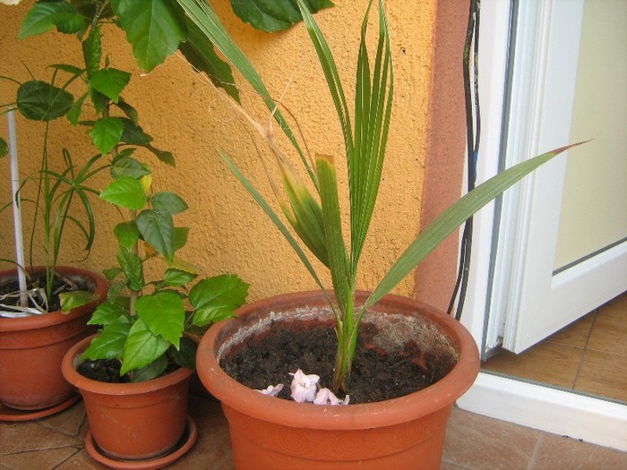 august 2011 - palmier washingtonia robusta