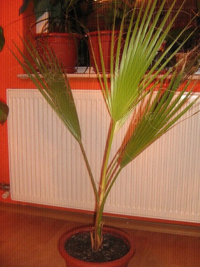 ianuarie 2012 - palmier washingtonia robusta