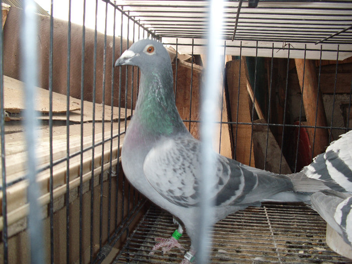 Hun 2010 locu 1 tineret