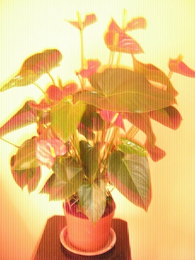 august 2011 - Anthurium