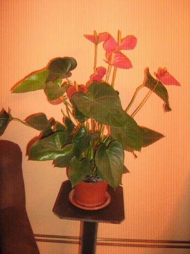 ianuarie 2012 - Anthurium