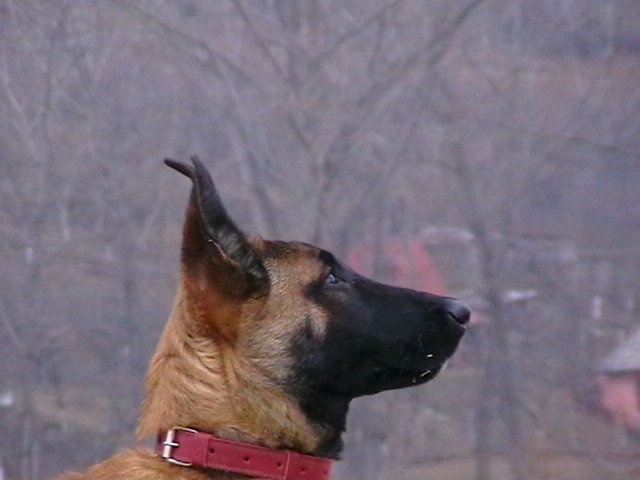 4 luni - Ciobanesc belgian malinois-WILD IRIS ELSA