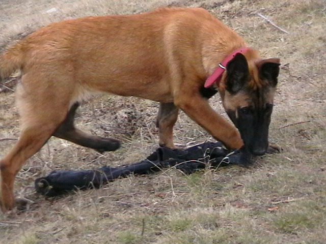 4 luni - Ciobanesc belgian malinois-WILD IRIS ELSA