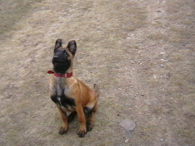 4 luni - Ciobanesc belgian malinois-WILD IRIS ELSA