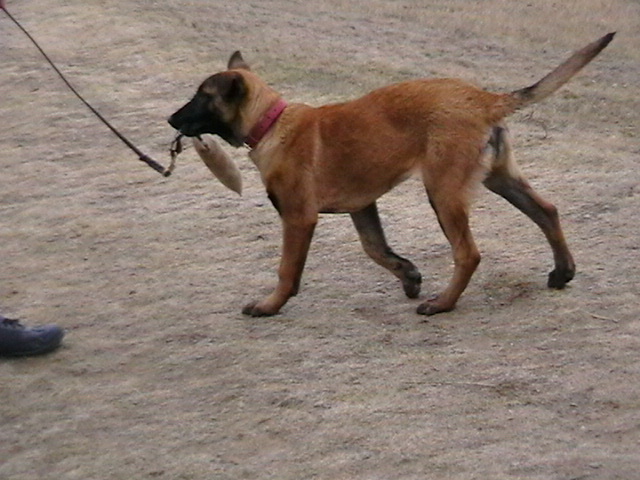 4 luni - Ciobanesc belgian malinois-WILD IRIS ELSA