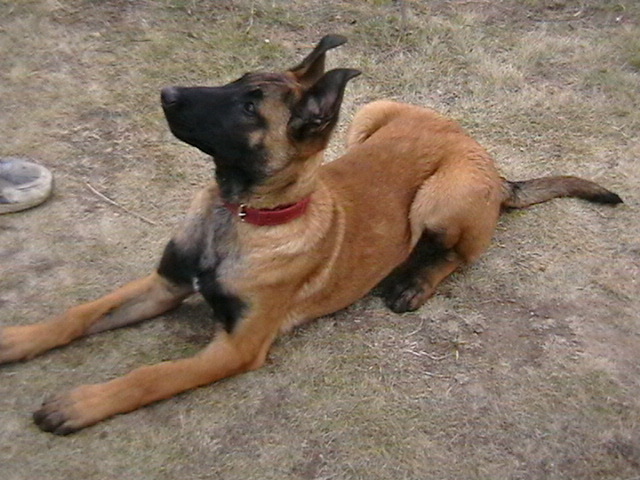 4 luni - Ciobanesc belgian malinois-WILD IRIS ELSA