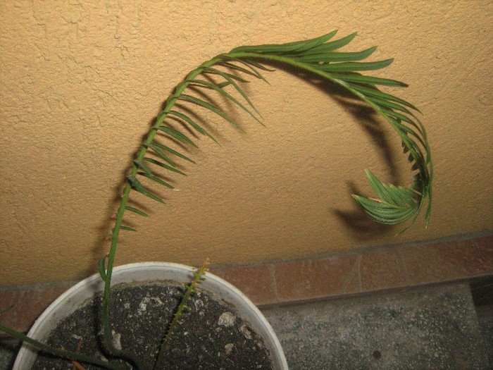 ianuarie 2011 - cycas revoluta