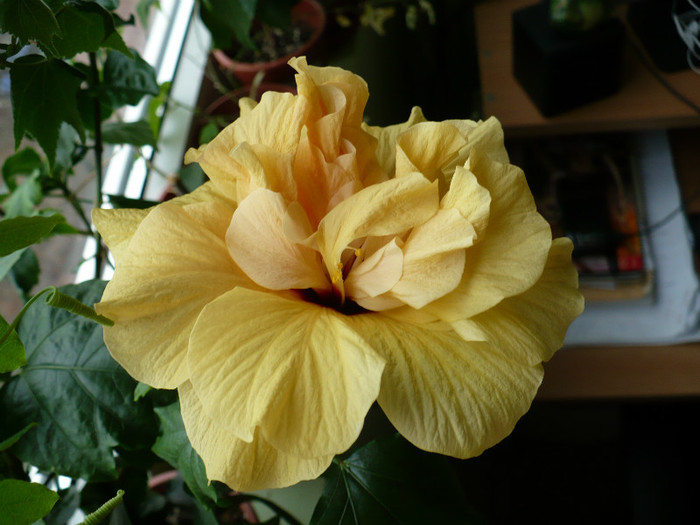 P1360640 - hibiscusi 2012