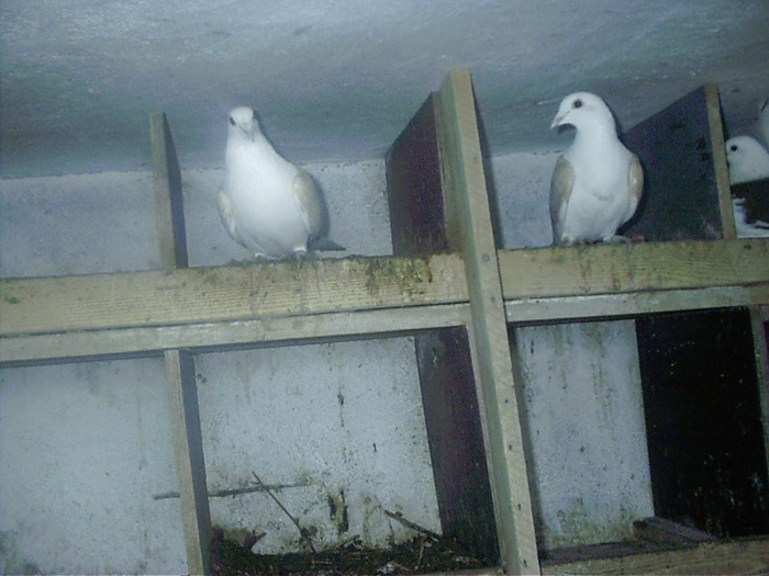 listi galbeni doxa de  sus