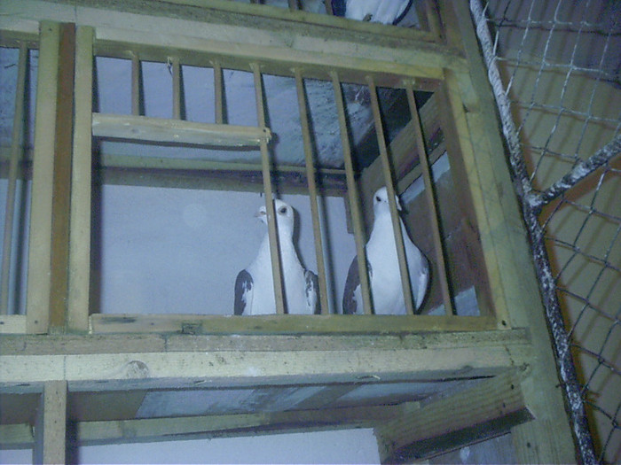 pereche list pe  rosu