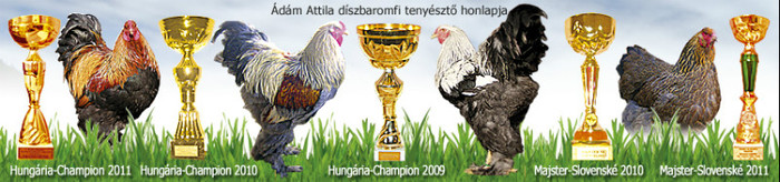 de vanzare gaini campioni 2011